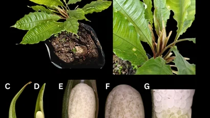Chili-Shaped Enigma: New Plant Species Discovered in Kalimantan Unveils Indonesia’s Hidden Biodiversity