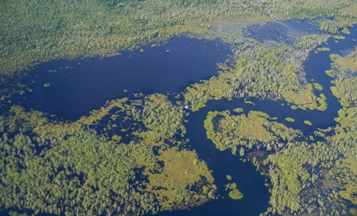 Navigating the Quality Crisis: Lessons from the Voluntary Carbon Market’s Top Buyers