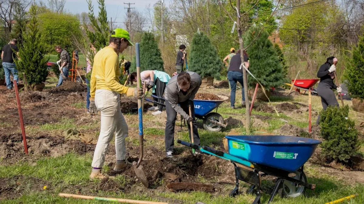 The Cooling Canopy: How Urban Forestry is Becoming the Front Line of Climate Adaptation