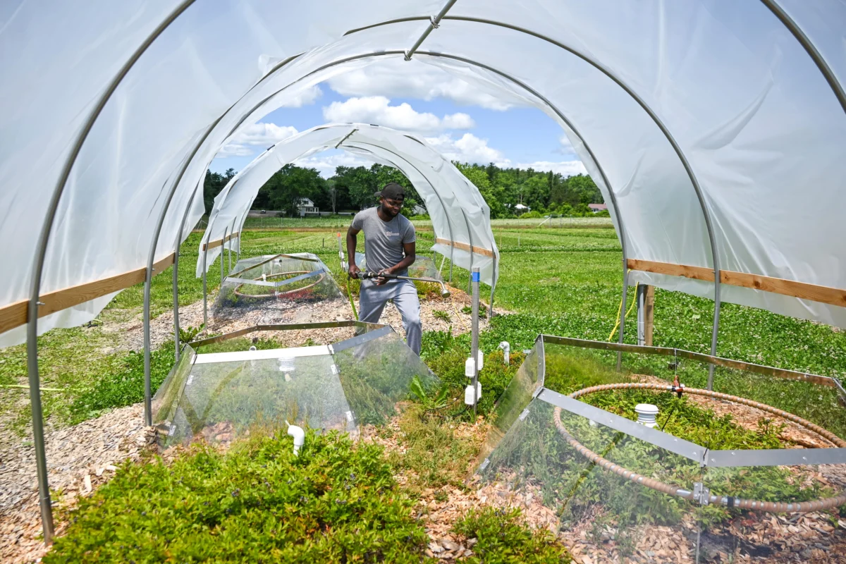 The Shrinking Harvest: Climate Whiplash Threatens Maine’s Iconic Wild Blueberries