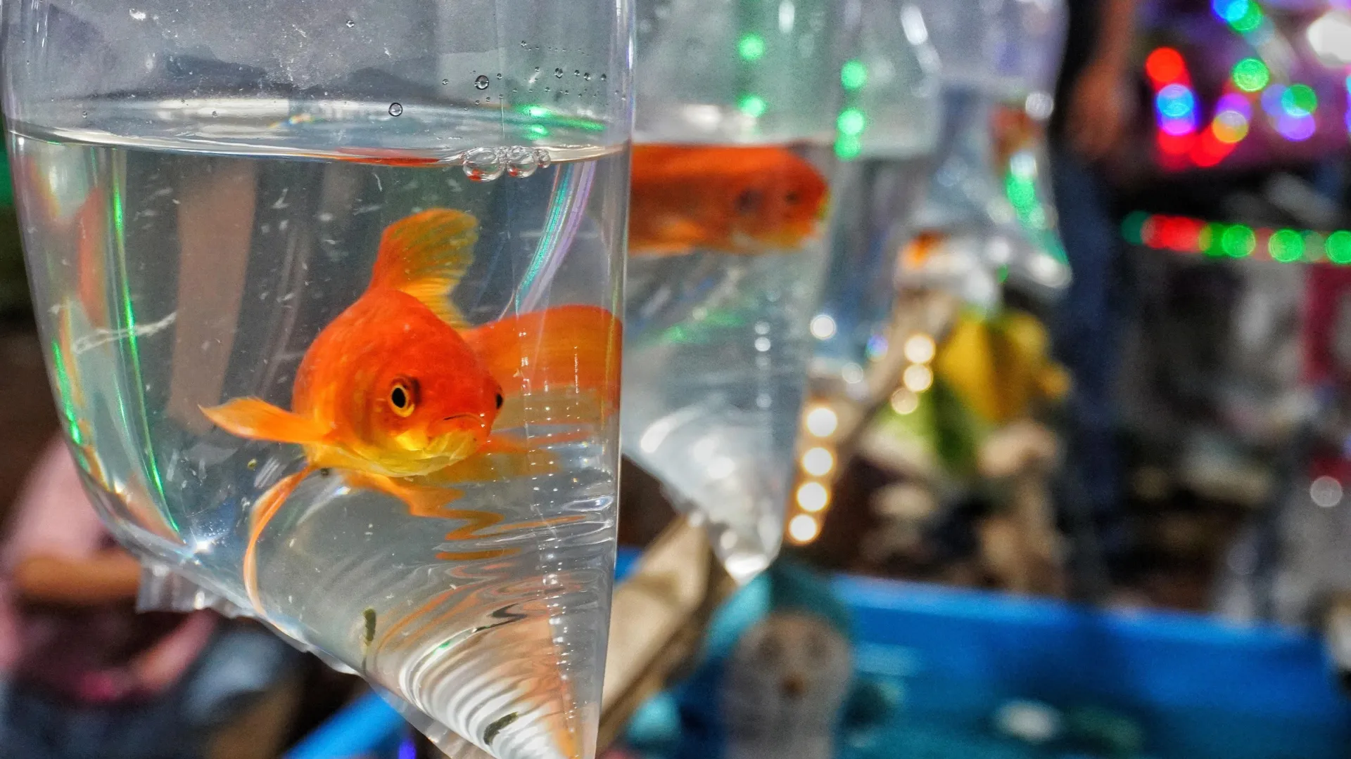 From Pet Bowl to Predator: The Hidden Ecological Crisis of Invasive Goldfish