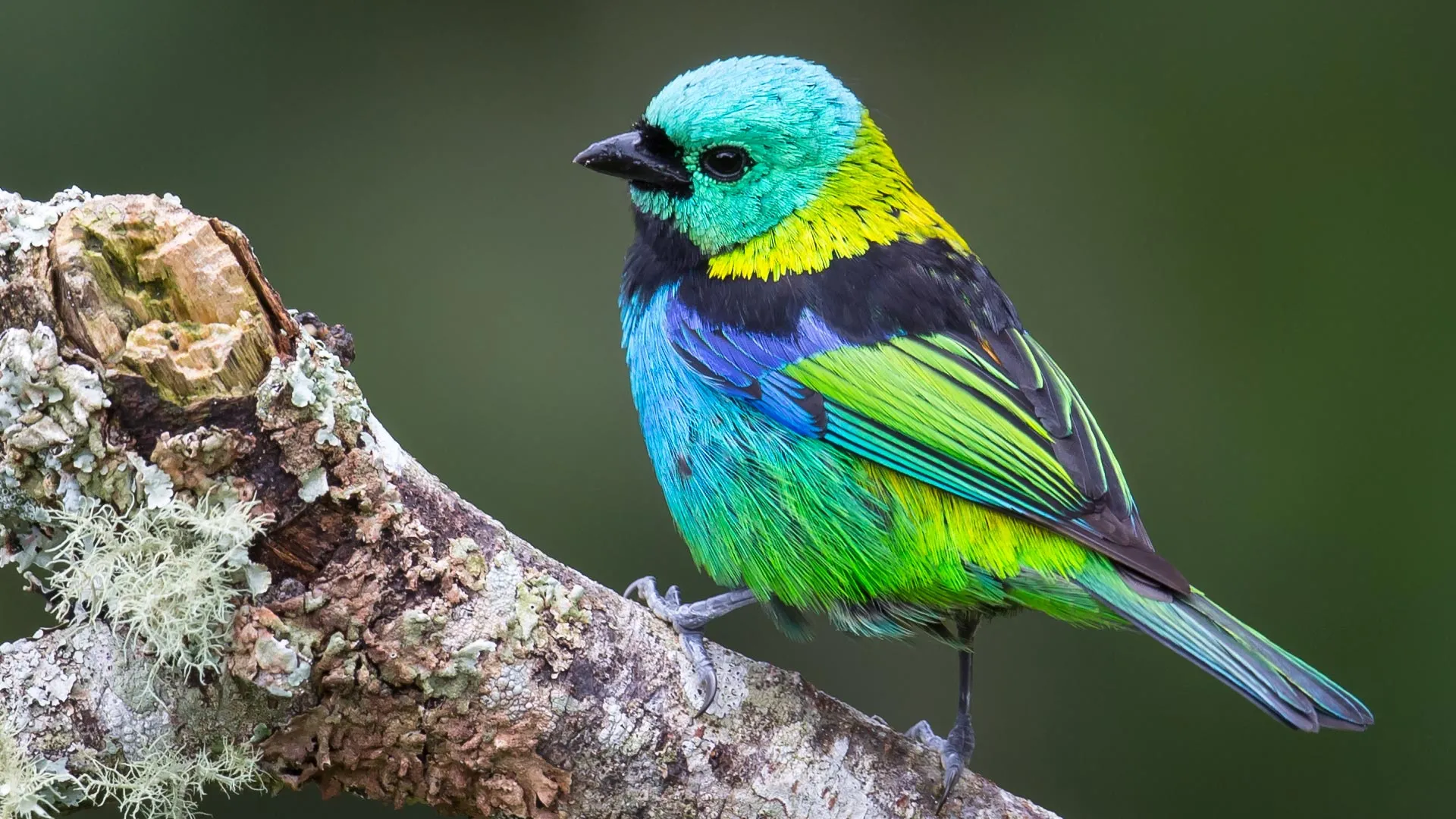 Nature’s Evolutionary Pulse: How AI Unlocked the Hidden History of Songbirds