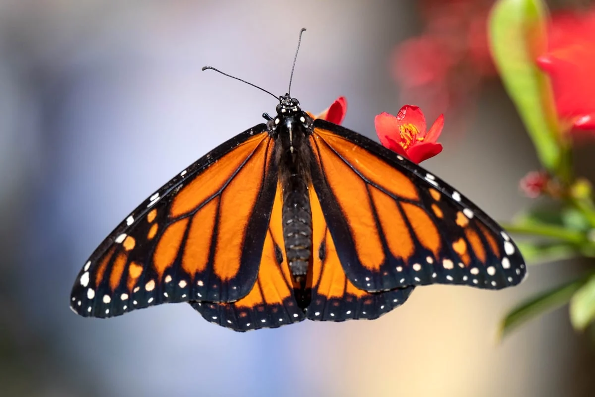 Silent Crisis in the Pacific Grove: Pesticide Exposure Linked to Mass Monarch Die-Off