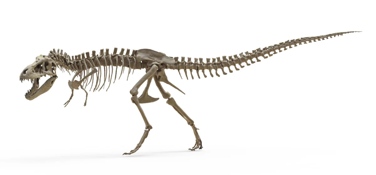 The Thermostat of the Tyrant: New Research Reveals T. Rex’s Surprisingly Warm Physiology