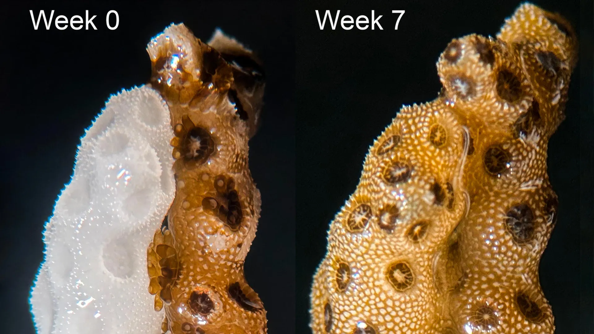 A Lifeline for Reefs: Researchers Discover Rapid Coral Recovery Through "Clonal Contact"