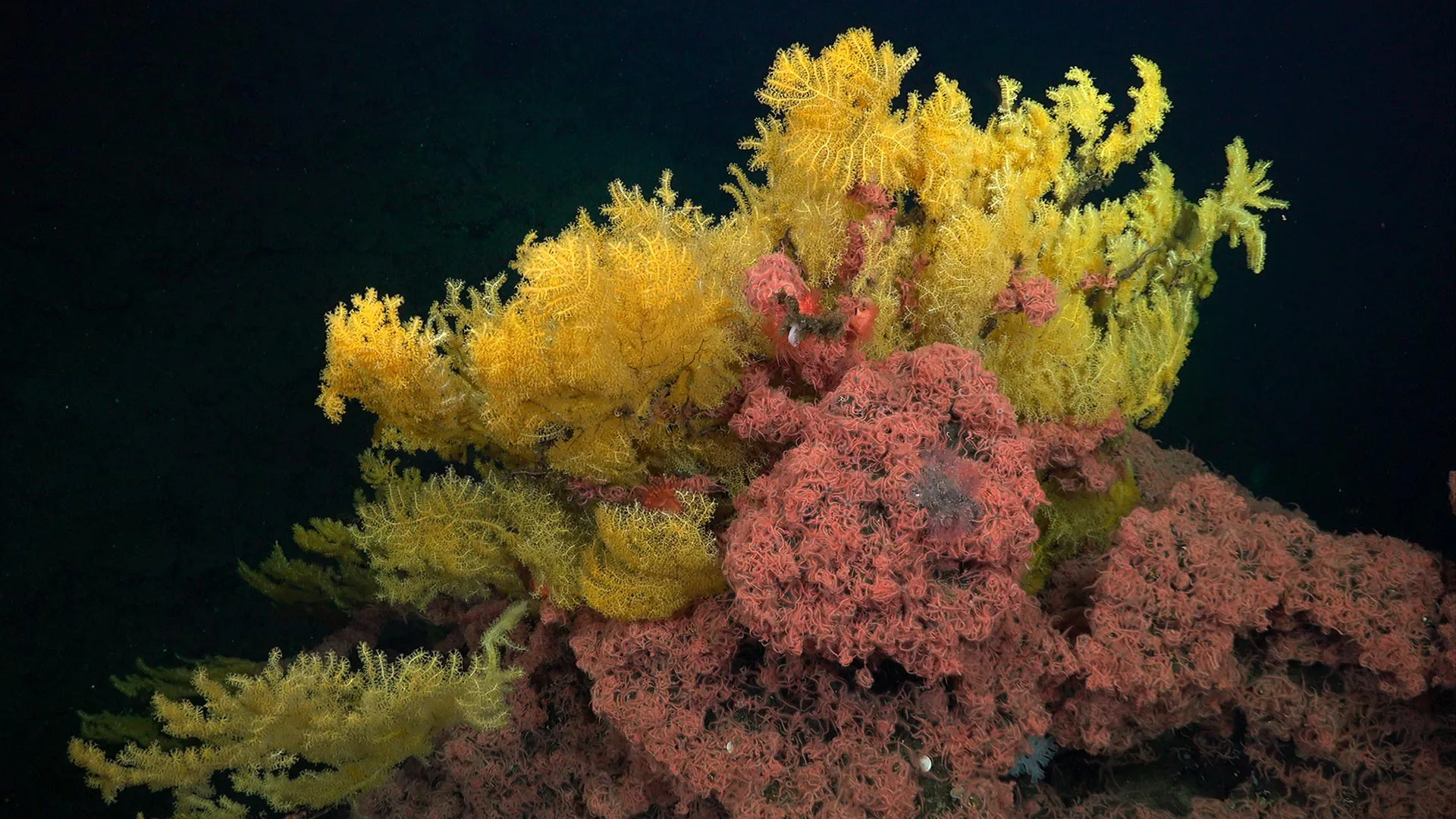 Beneath the Pacific: Scientists Discover "Elvish" Coral Species That Defies Evolutionary Classification