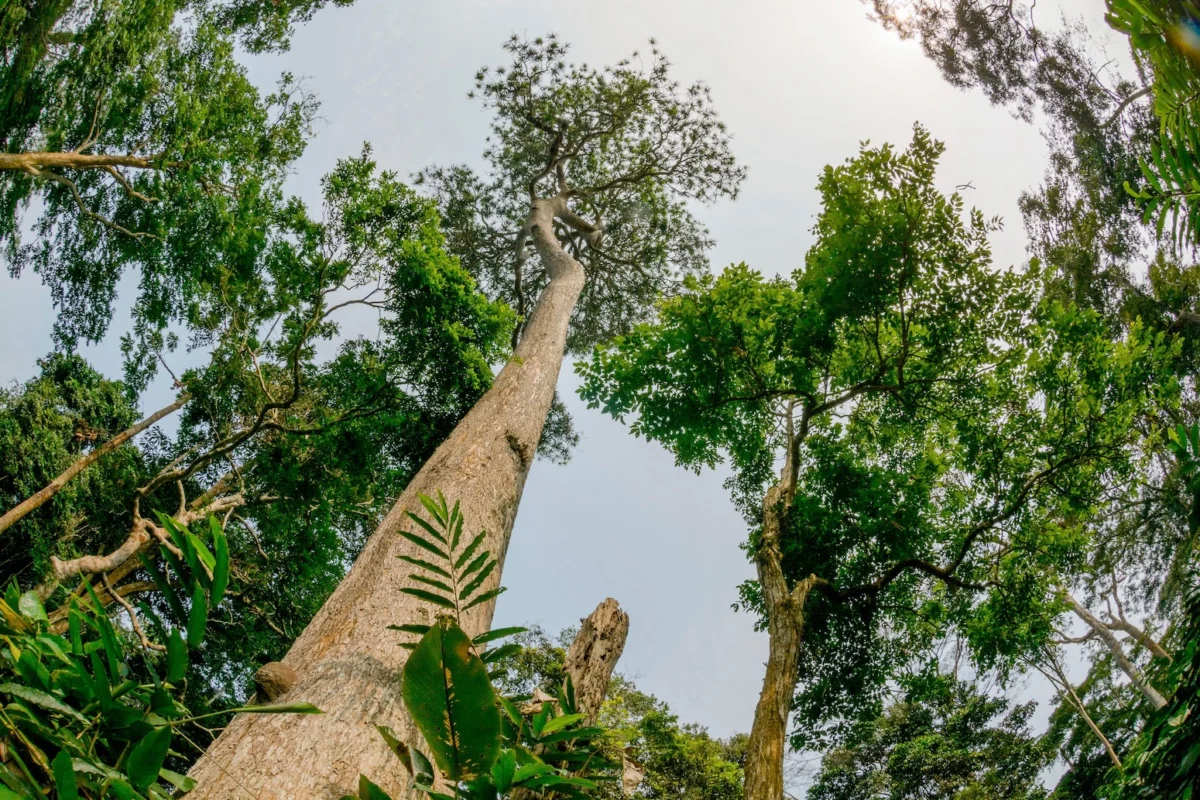 Biodiversity at the Crossroads: Global Leaders Convene in Yerevan to Rescue the 2030 Nature Agenda