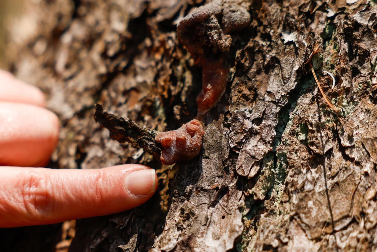 Forest Recovery Stalled: Federal Disaster Funds Dry Up, Leaving Landowners in Limbo