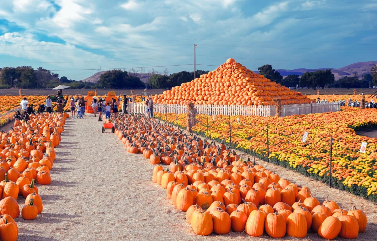 From Skepticism to Seasonal Empire: The Unlikely Triumph of The Great Pumpkin Farm