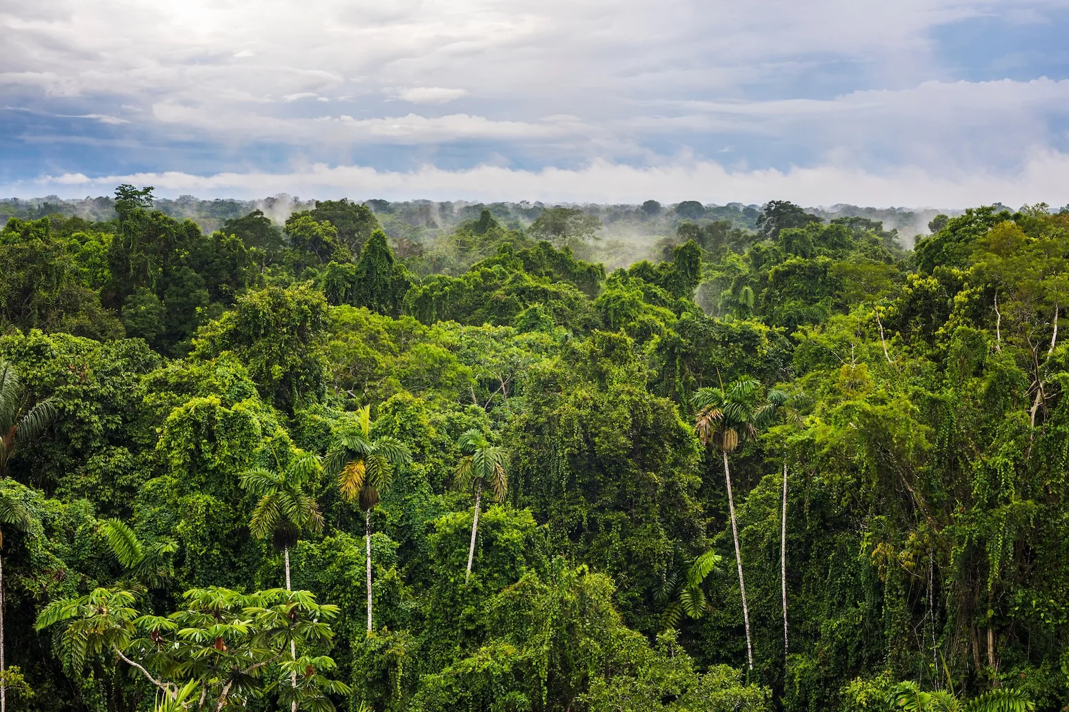 The Amazon at a Crossroads: How Brazilian Leadership Defines the Future of the Rainforest