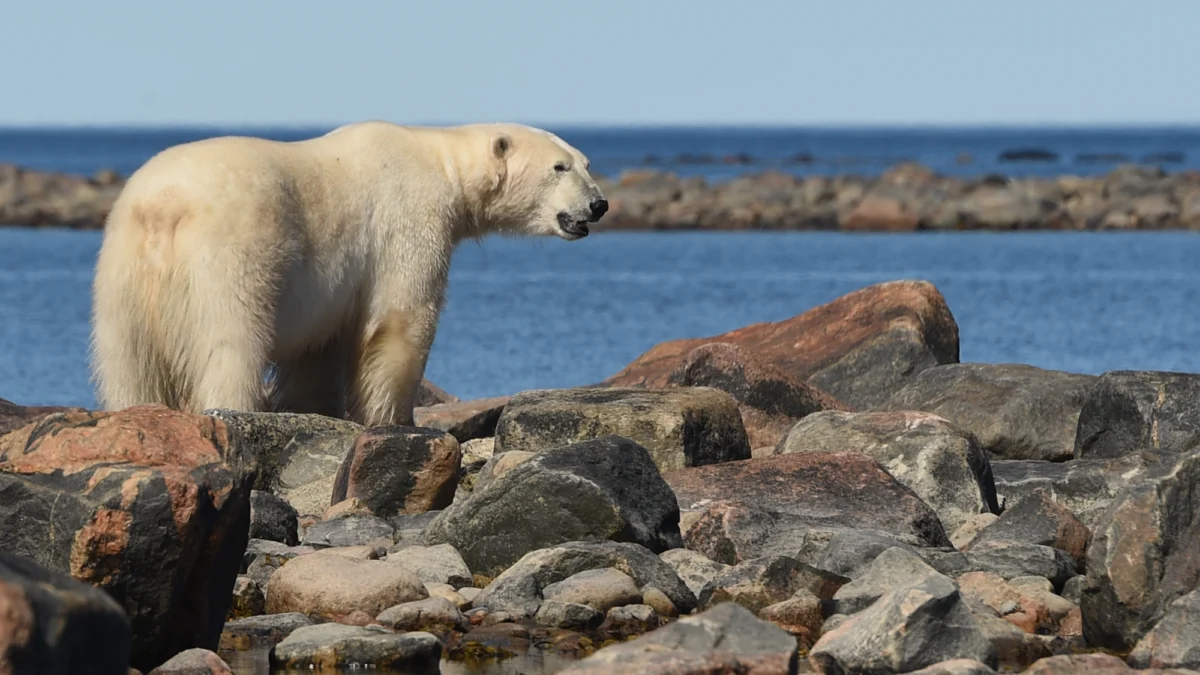 The Arctic’s Silent Crisis: Why Scientific Monitoring is Collapsing as the North Warms