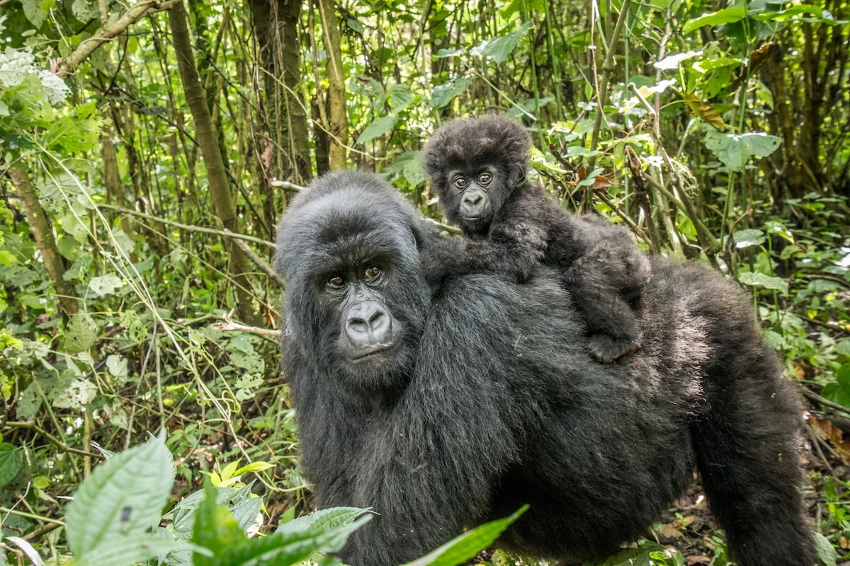 The Congo Basin at a Crossroads: The High Cost of the DRC’s Massive Oil Expansion