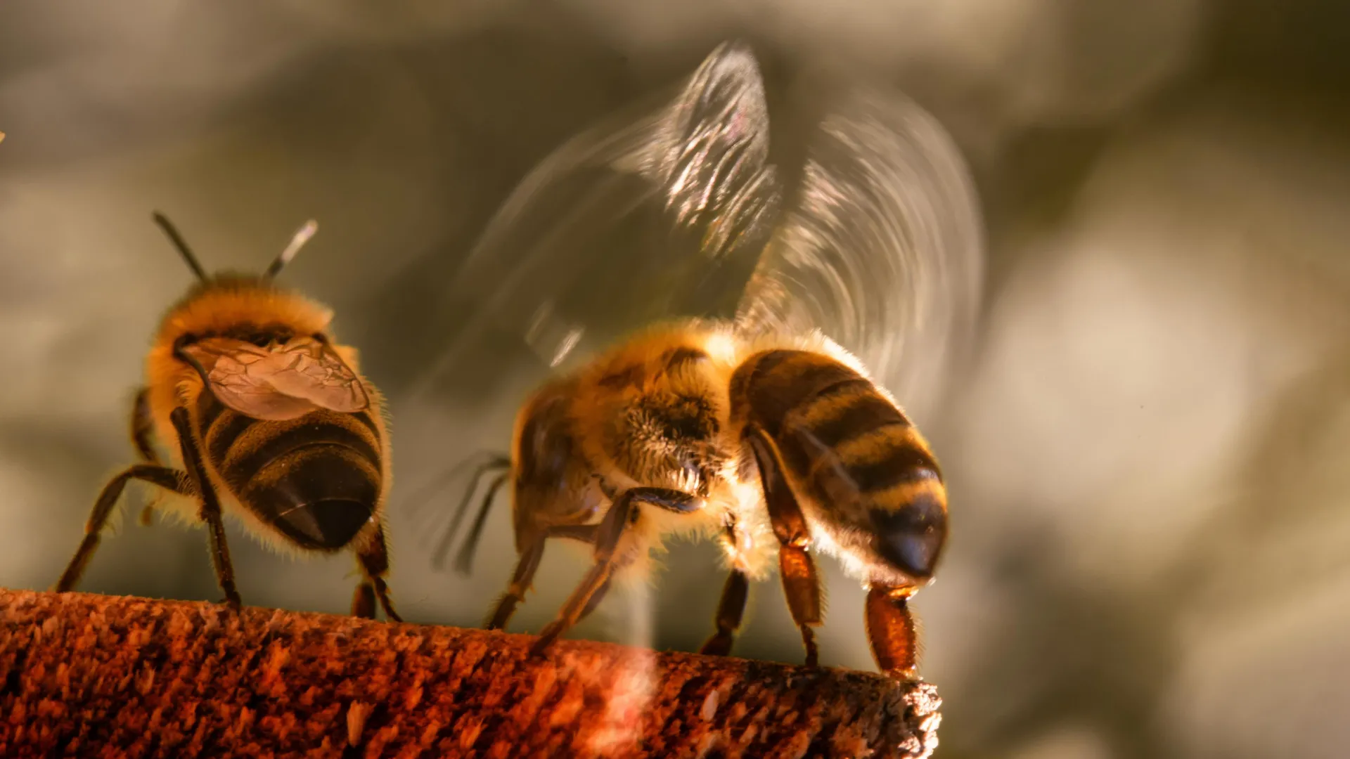 The Floral Turf War: How Honey Bees Are Reshaping the UK’s Pollinator Landscape