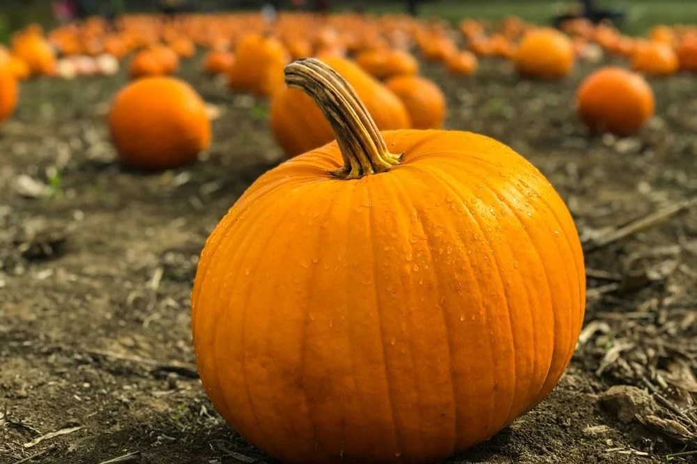 The Great Pumpkin Paradox: Why Rising Halloween Enthusiasm is Leaving Farmers in the Lurch