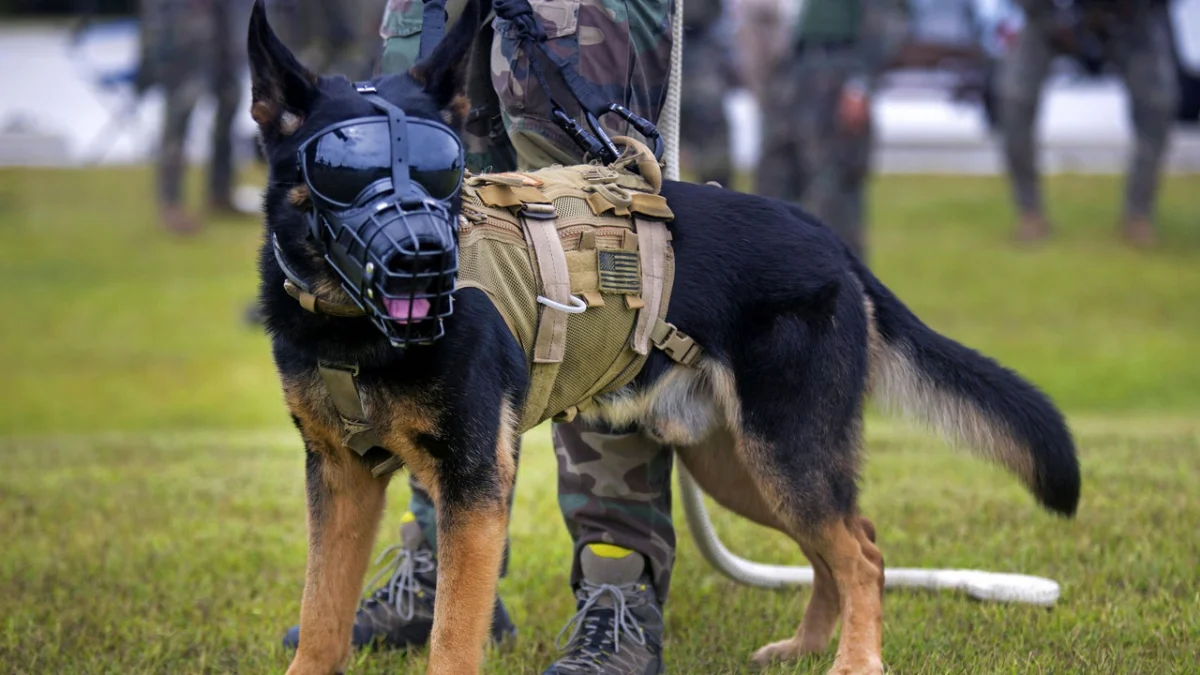 The New Frontier of Canine Warfare: Inside Warhound’s $200 Million Quest to Genetically Engineer the Modern Soldier