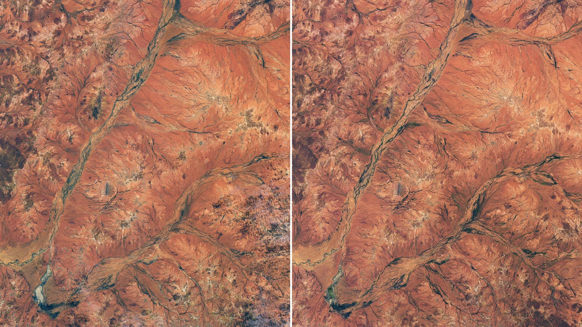 The Outback Awakens: How Unprecedented Rains Transformed the Murchison into a Botanical Marvel