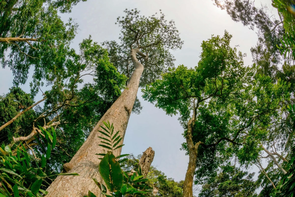 The Race Against Time: Global Biodiversity Targets Face Staggering Implementation Gap