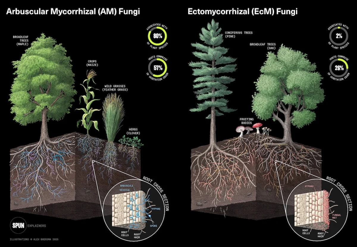 The Silent Infrastructure: Why Earth’s Underground Fungal Networks Demand Immediate Protection
