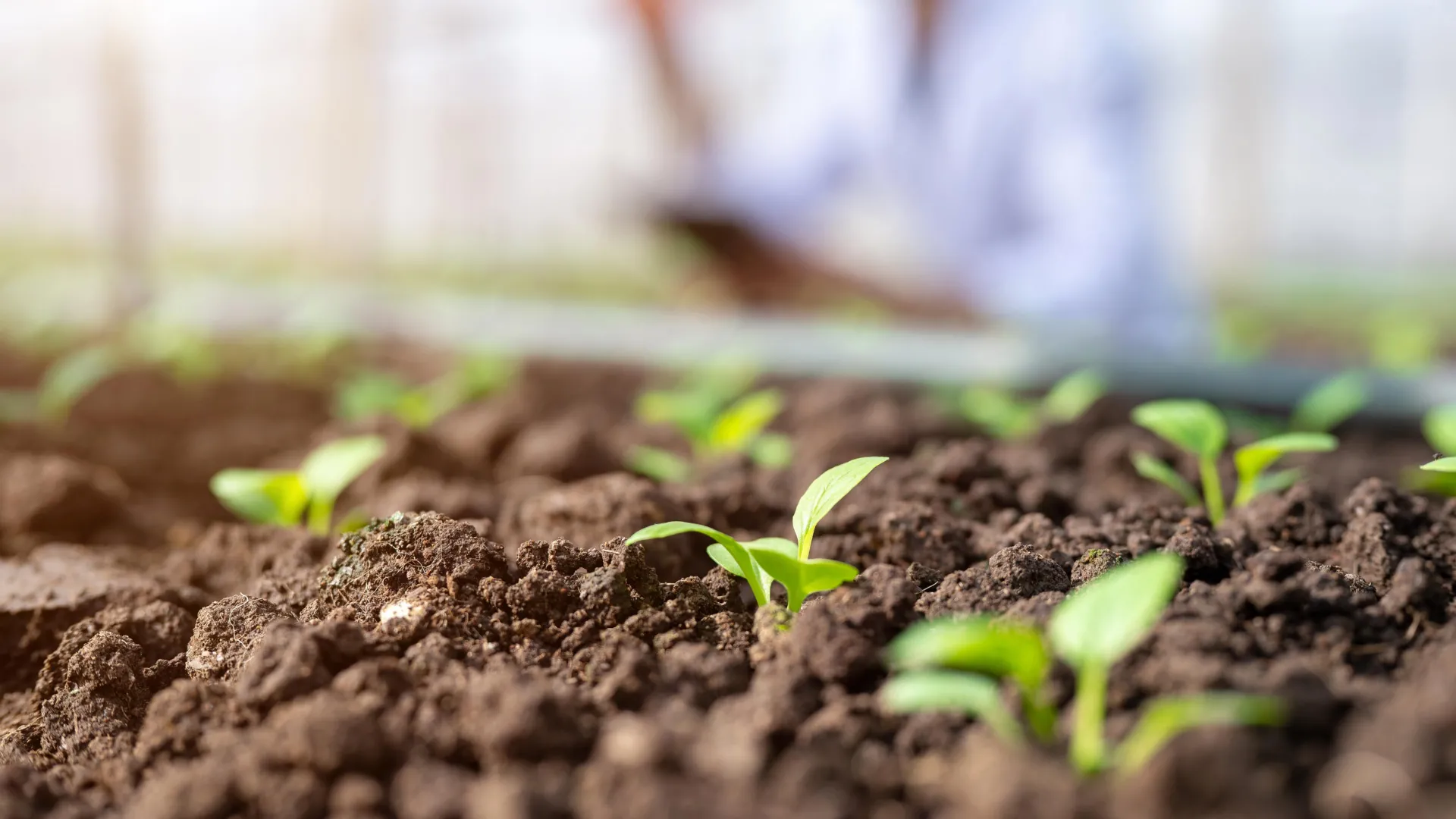 Unlocking the Secrets of the Soil: A Breakthrough in Phosphorus Measurement Promises Sustainable Agriculture